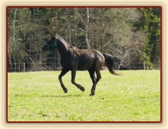 Carthago hledá kobylky...