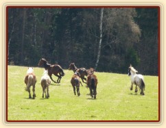 Stádo hřebců na poprvé letos na trávě, samozřejmě bylo veselo:-)