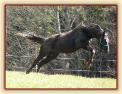 Carthago měl také energie na rozdávání:-)