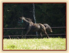 Carthago měl také energie na rozdávání:-)