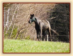 Carthago měl také energie na rozdávání:-)