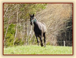 Carthago měl také energie na rozdávání:-)