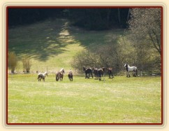 Stádo hřebců na poprvé letos na trávě, samozřejmě bylo veselo:-)