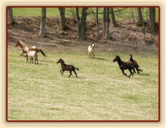 Stádo klisen poprvé letos na trávě, museli se také pořádně proběhnout:-)