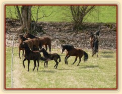Stádo klisen poprvé letos na trávě, museli se také pořádně proběhnout:-)