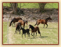 Stádo klisen poprvé letos na trávě, museli se také pořádně proběhnout:-)