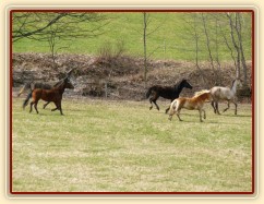 Stádo klisen poprvé letos na trávě, museli se také pořádně proběhnout:-)