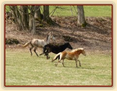 Stádo klisen poprvé letos na trávě, museli se také pořádně proběhnout:-)