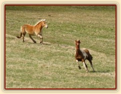 Tradičně nejvíc lítala Vikina:-)
