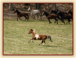 Stádo klisen poprvé letos na trávě, museli se také pořádně proběhnout:-)