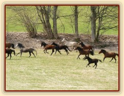 Stádo klisen poprvé letos na trávě, museli se také pořádně proběhnout:-)