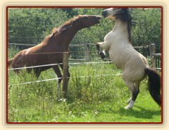 Vzpomínky na hřebčí léta, Galen udělal tak vysokou svíčku, že se ani nevešel do záběru :-)