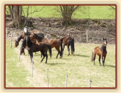 Stádo klisen poprvé letos na trávě, museli se také pořádně proběhnout:-)