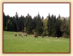 30.4.2012 - Tráva roste, takže koně hlavy ani nezvednou:-)