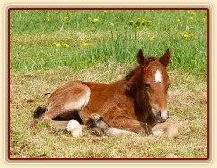 14.5.2012 - Greisy se narodil hřebeček:-) Porod zvládla sama, hřebeček do 10ti minut vstal a pak 2 hodiny běhal kolem, než se nám ho porařilo nasměrovat k mlíku:-)
