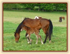 17.5.2012 - Ve 2:15 v noci se narodil druhý hřebeček. Bára zvládla porod sama a hřebeček brzy vstal a mlíko našel hned:-)