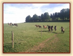 Stádo klisen, když přijde někdo nový, je vždy veselo:-)