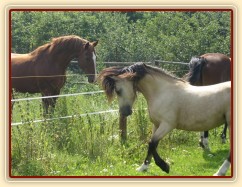 Vzpomínky na hřebčí léta, "to je moje kobyla!!"