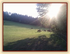 Stádo klisen při západu slunce