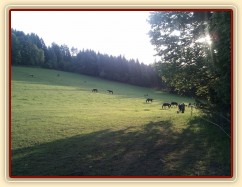 Stádo klisen při západu slunce