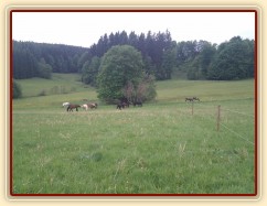 Stádo hřebců po vypuštění na novou pastvinu