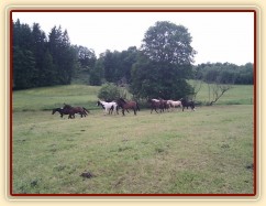 Stádo hřebců dovádí při příchodu nového člena stáda