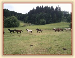 Stádo hřebců dovádí při příchodu nového člena stáda