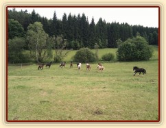 Stádo hřebců dovádí při příchodu nového člena stáda