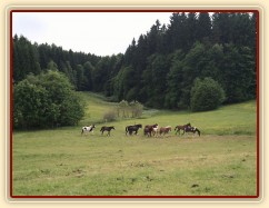 Stádo hřebců dovádí při příchodu nového člena stáda