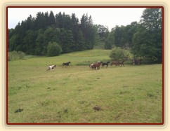 Stádo hřebců dovádí při příchodu nového člena stáda