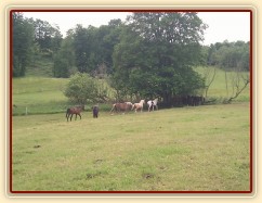 Stádo hřebců dovádí při příchodu nového člena stáda