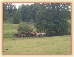 Stádo hřebců dovádí při příchodu nového člena stáda