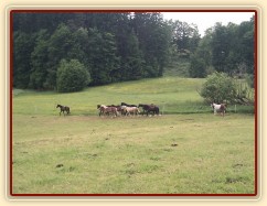 Stádo hřebců dovádí při příchodu nového člena stáda