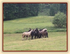 Stádo hřebců dovádí při příchodu nového člena stáda