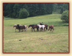 Stádo hřebců dovádí při příchodu nového člena stáda