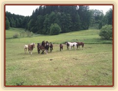 Stádo hřebců dovádí při příchodu nového člena stáda