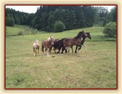 Stádo hřebců dovádí při příchodu nového člena stáda