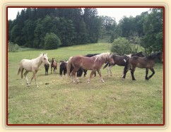 Stádo hřebců dovádí při příchodu nového člena stáda