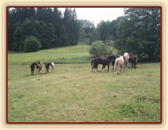 Stádo hřebců dovádí při příchodu nového člena stáda