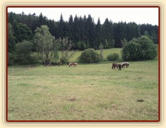Stádo hřebců, pastva u potoka