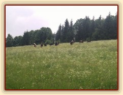 Stádo klisen dovádí při vypuštění na novou pastvinu
