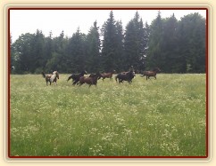 Stádo klisen dovádí při vypuštění na novou pastvinu