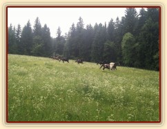 Stádo klisen dovádí při vypuštění na novou pastvinu