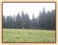 Stádo klisen dovádí při vypuštění na novou pastvinu