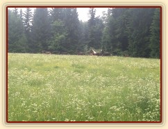 Stádo klisen dovádí při vypuštění na novou pastvinu