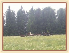 Stádo klisen dovádí při vypuštění na novou pastvinu