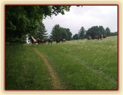 Stádo klisen dovádí při vypuštění na novou pastvinu