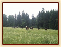 Stádo klisen dovádí při vypuštění na novou pastvinu