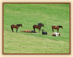 Stádo klisen odpočívá