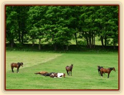 Stádo klisen odpočívá